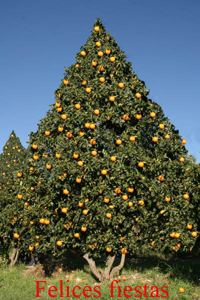 xmascard[1].jpg