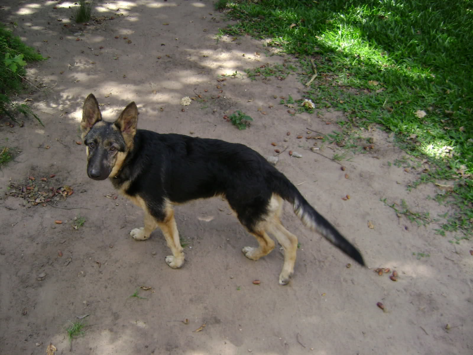 xnf809.jpg