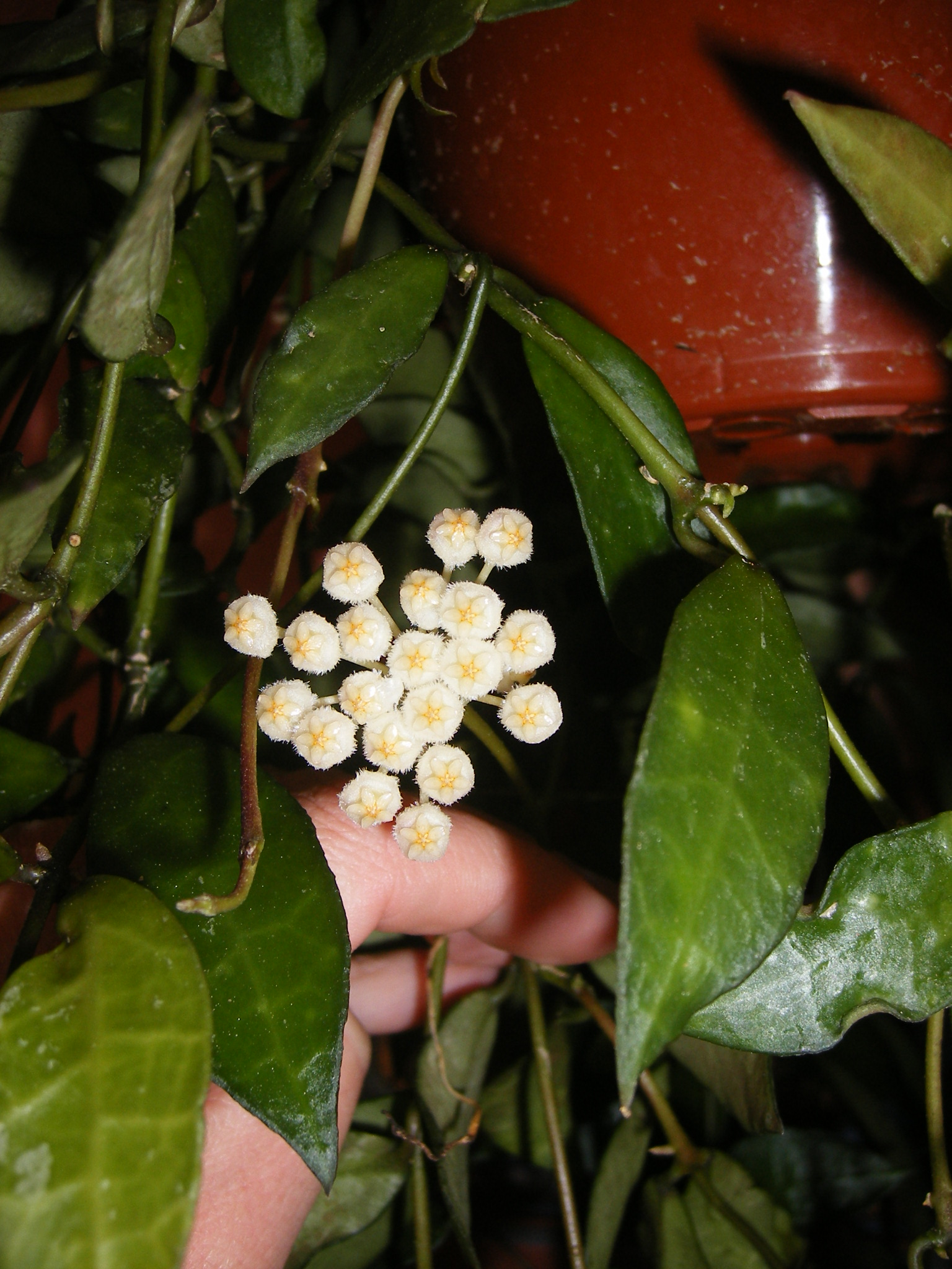 xY2LACUNOSA45H9.jpg