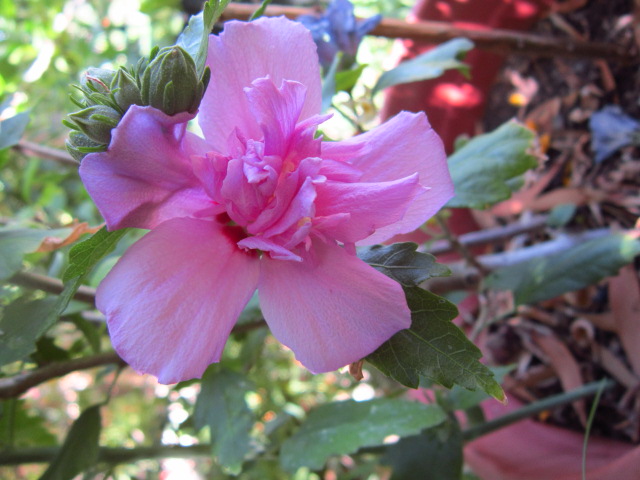 XY7IMG3454hHx.jpg