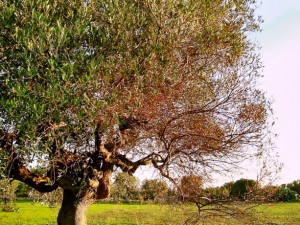 Xylella-300x225.jpg
