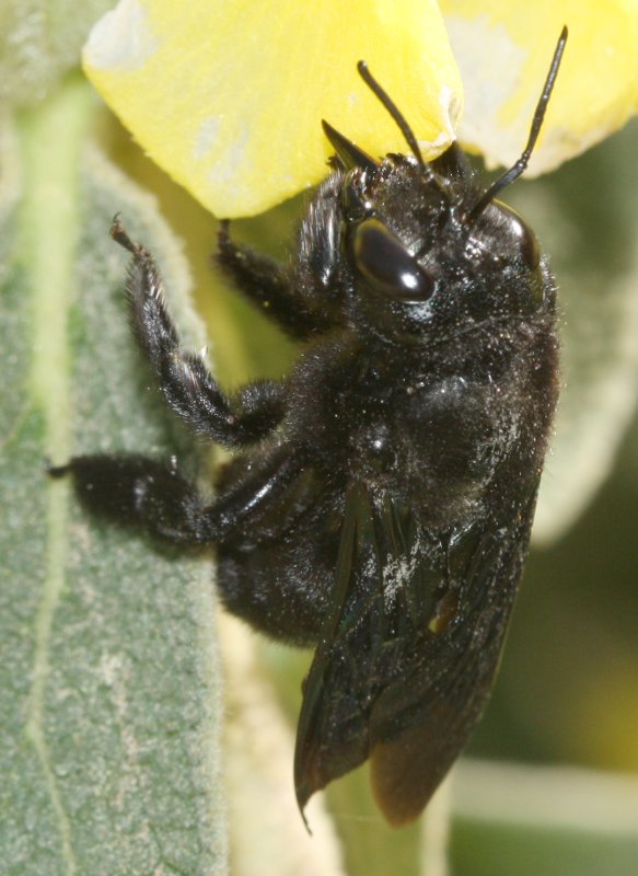 Xylocopa%20sp%201.jpg