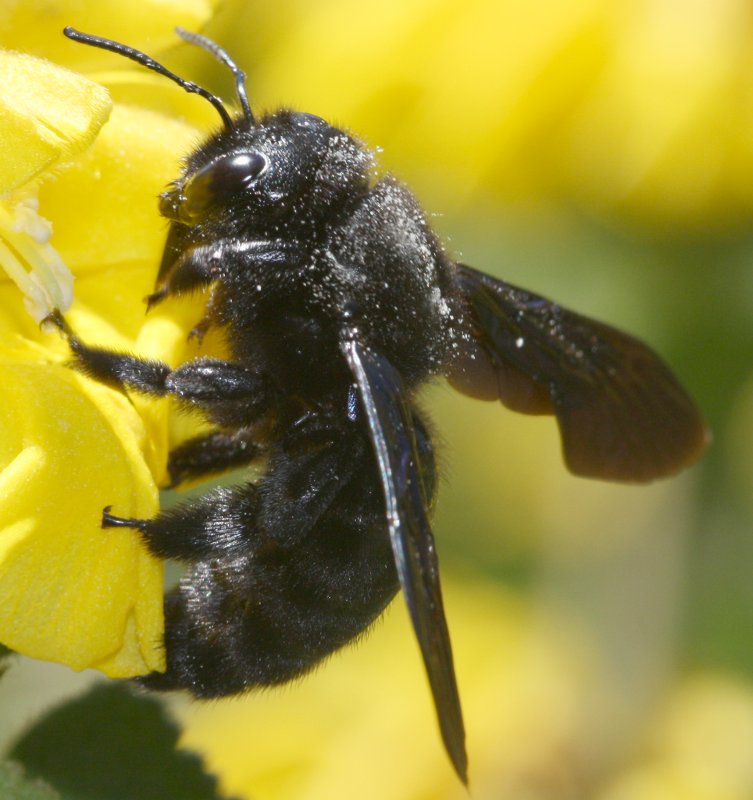 Xylocopa%20sp.jpg