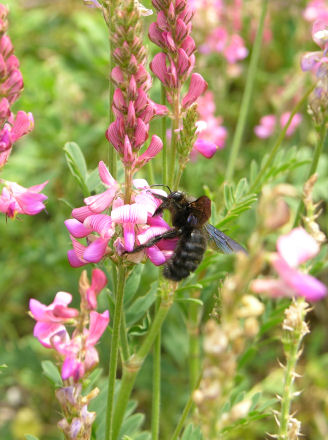 Xylocopa.jpg