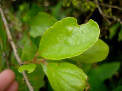 Xylosma%2Bciliatifolium%2Bssee29%2B%25283%2529.JPG