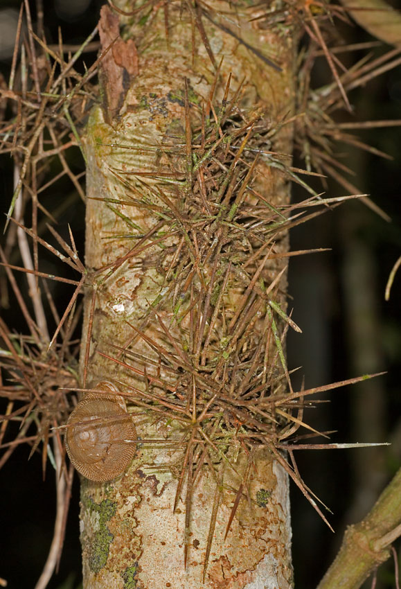 xylosmabuxifolium2.JPG