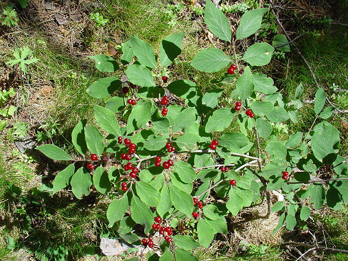 xylosteum.jpg