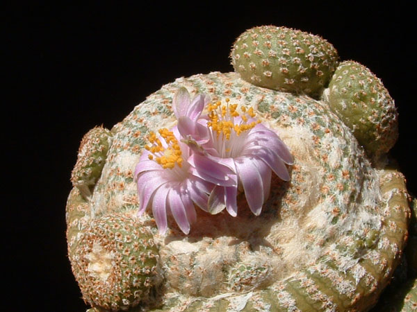 y_cryptocarpa_f_600.jpg