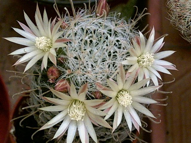 yaCactus%20568.jpg