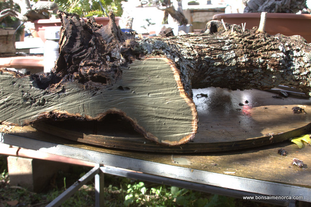 yamadori_2570.jpg