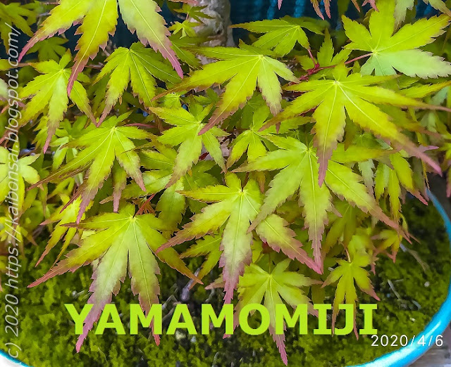 YAMAMOMIJI.jpg