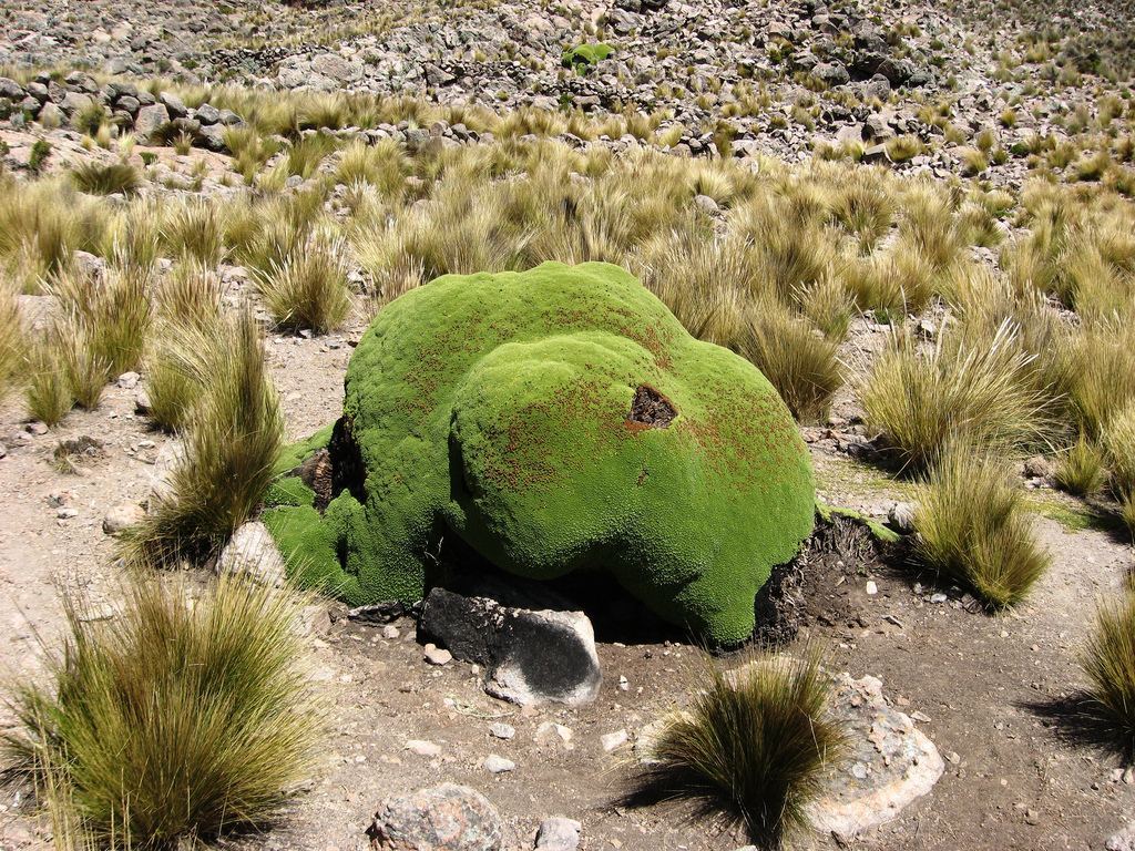 Yareta_8.jpg