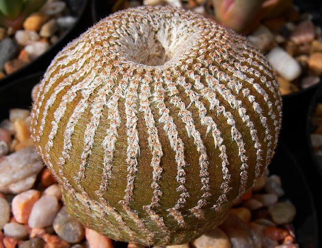 Yavia%2Bcryptocarpa.jpg