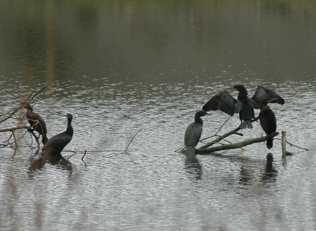 yeco_-_Phalacrocorax_olivaceus.jpg