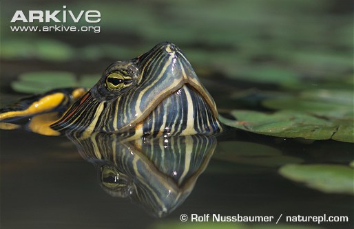 Yellow-bellied-slider-turtle-head-at-water-surface.jpg