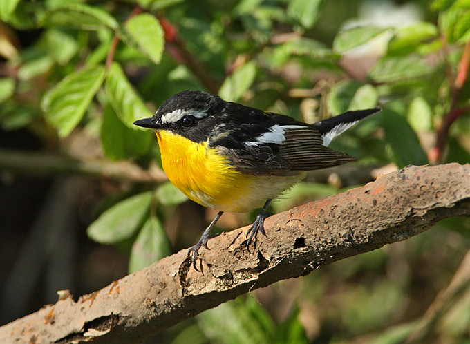 Yellow-rumped-Flycatcher_RN.jpg