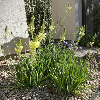 yellow_bulbine_craighartley.jpg