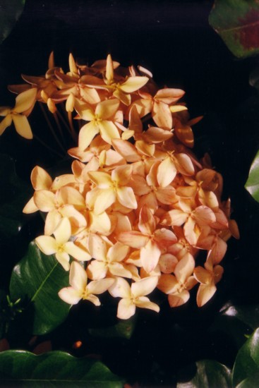 yellow_ixora_bunch.jpg