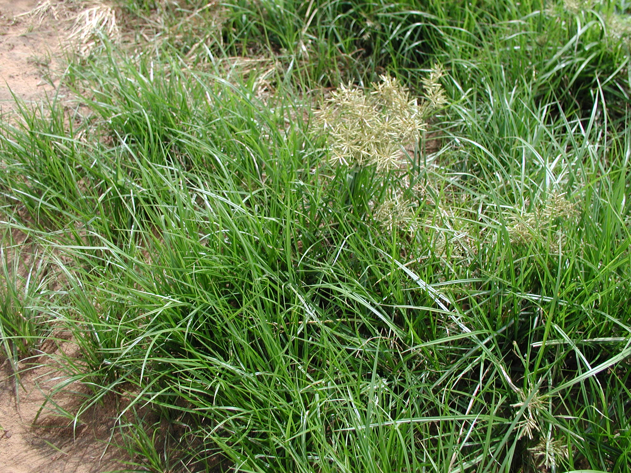 yellow_nutsedge_cyperus_esculentus_l_007.jpg