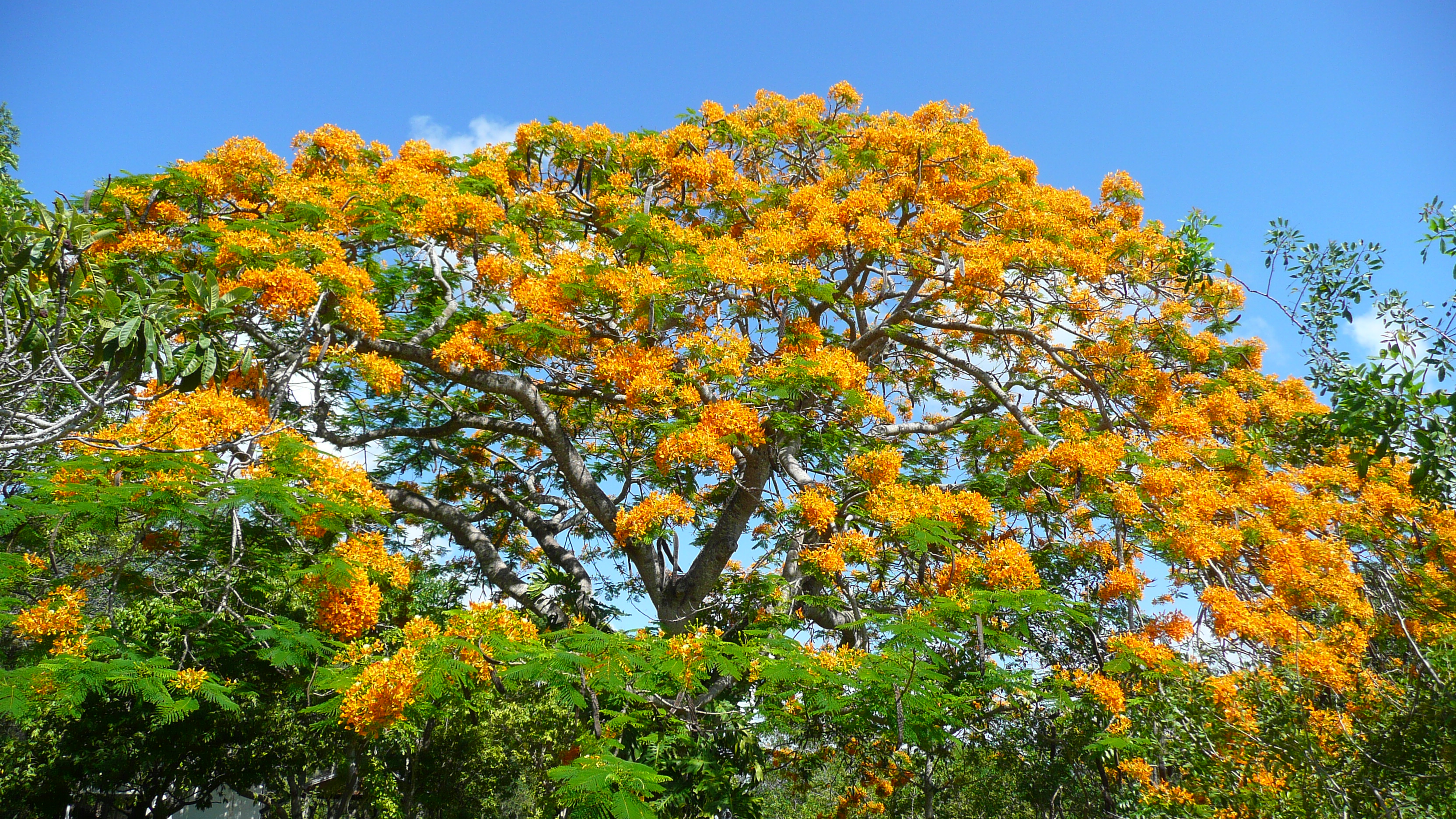Yellow_poinciana_full_bloom_20110518.jpg