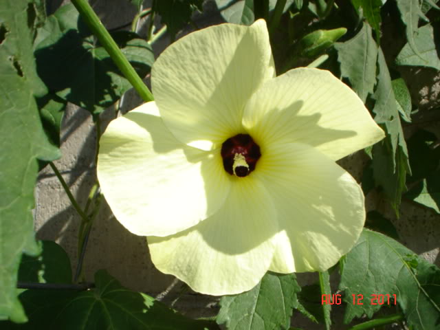 yellowhardyhibiscus2011005.jpg