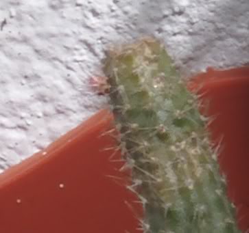 yemaaporocactusflagelliformis.jpg