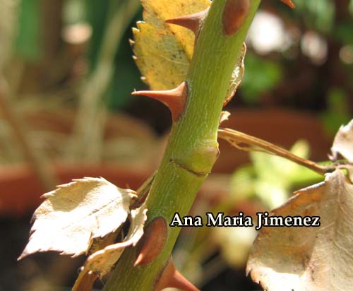 Yemas1_-_2_Agosto_2009.jpg