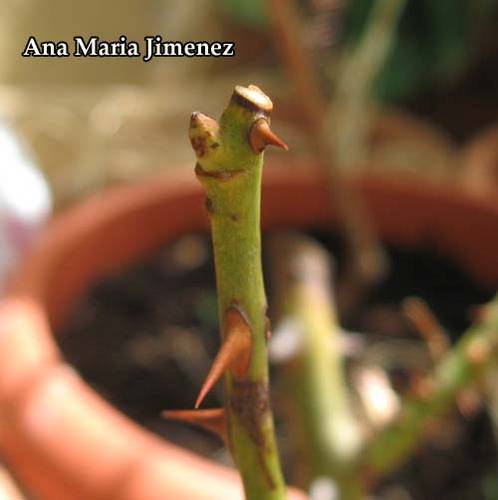 Yemas2_-_2_Agosto_2009.jpg