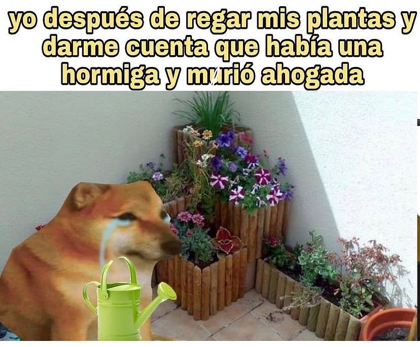 yo-despues-de-regar-mis-plantas-y-darme-cuenta-que-habia-una-174377.jpg
