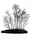 yosehue_bonsai.gif
