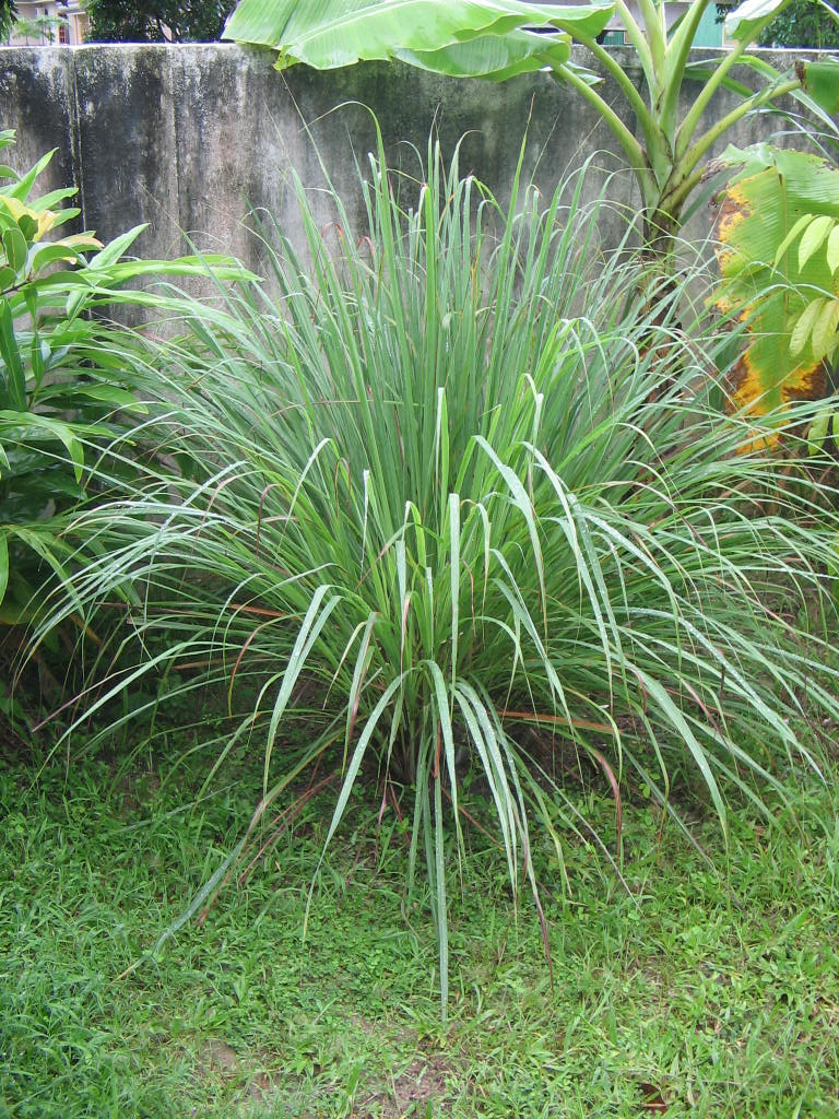YosriNov04Pokok_Serai.JPG