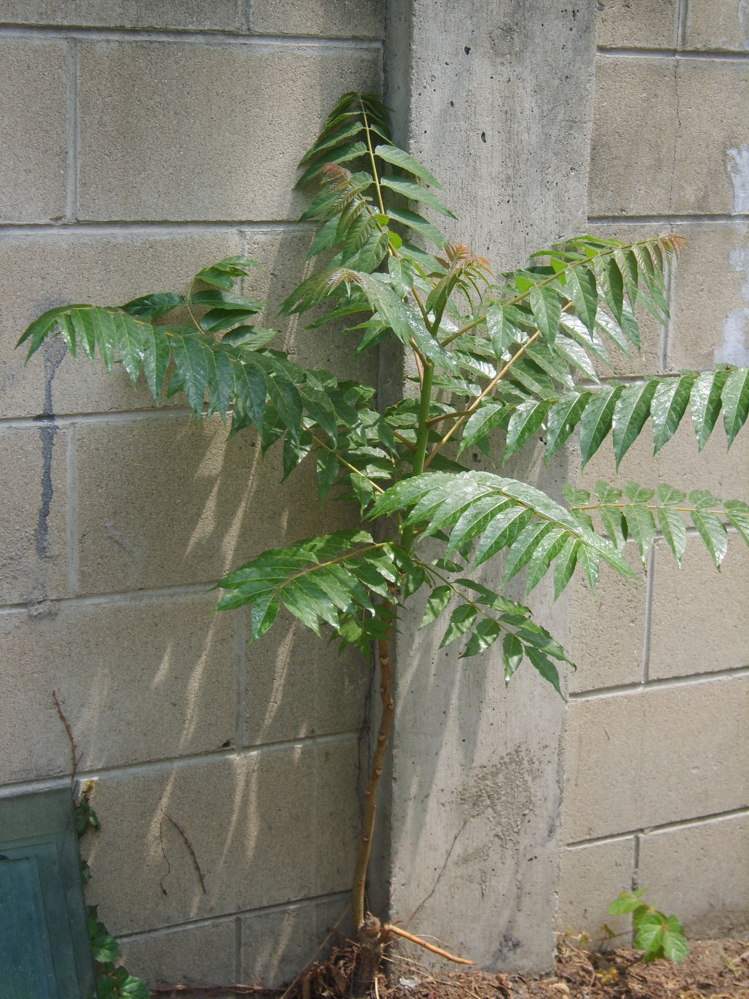 Young_Ailanthus_altissima.JPG