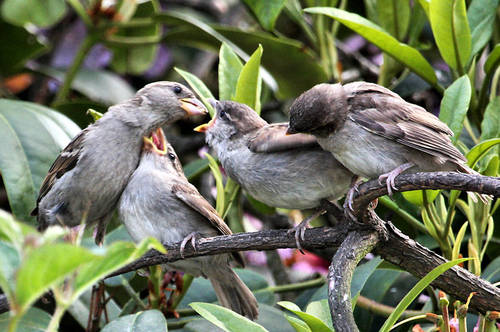 youre-next-feeding-baby-sparrows_48756.jpg
