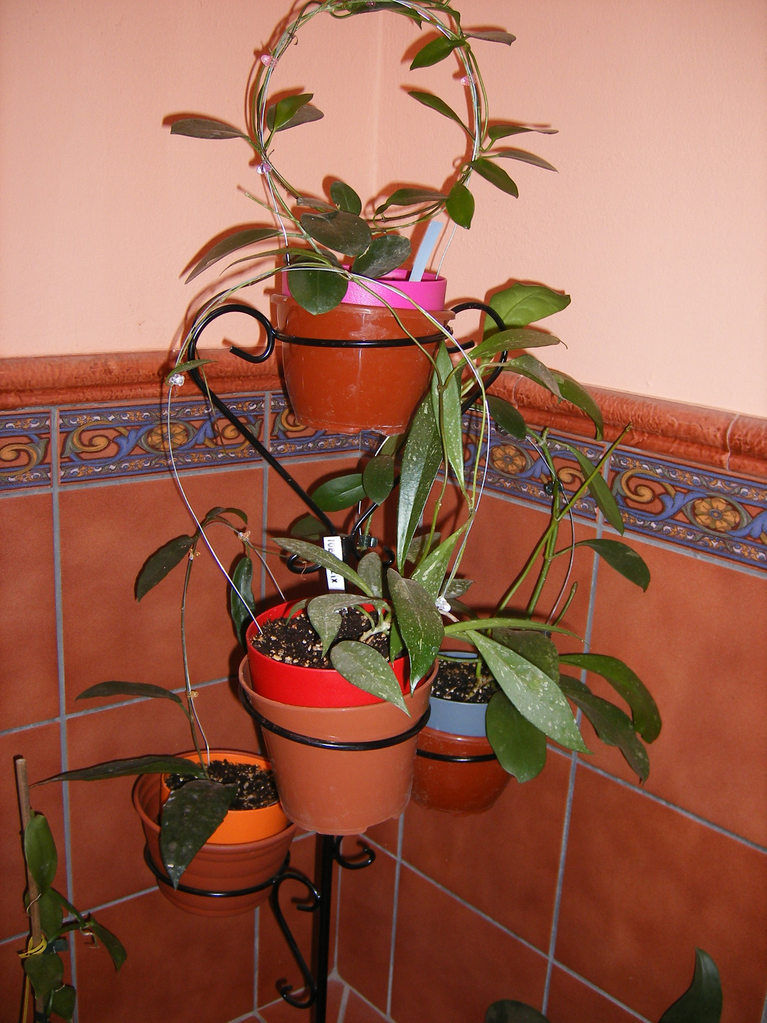 yqyDSCF00552TWe.jpg