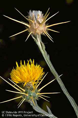 YST-Flower.jpg