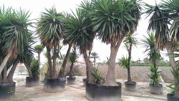 yuca-elephantipes_11_1_570x400.jpg