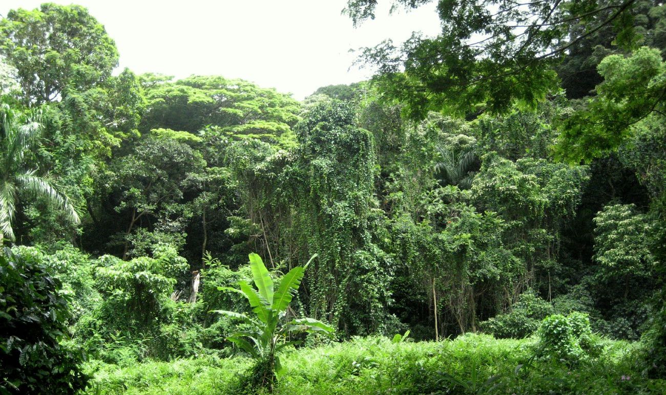 yucatan-subtropical-jungle-recorte.jpg