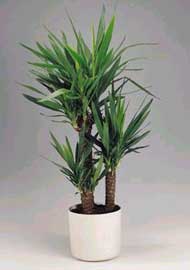 yucca-elephantipes-inter.jpg