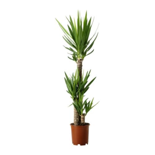yucca-elephantipes-potted-plant__67487_PE181327_S4.JPG