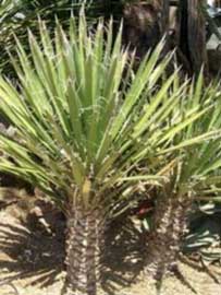 yucca-filifera.jpg