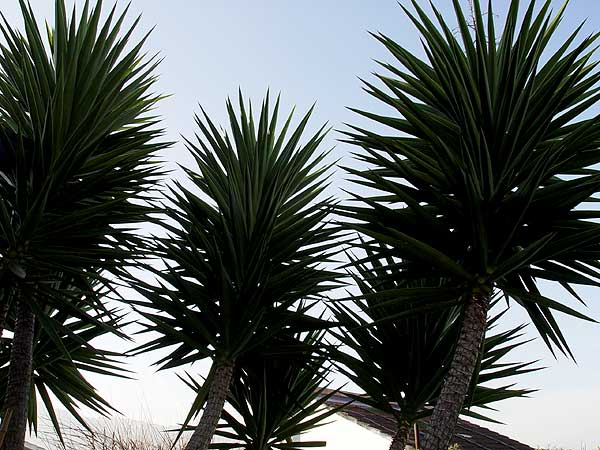 YUCCA.jpg