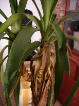 yucca_2.jpg