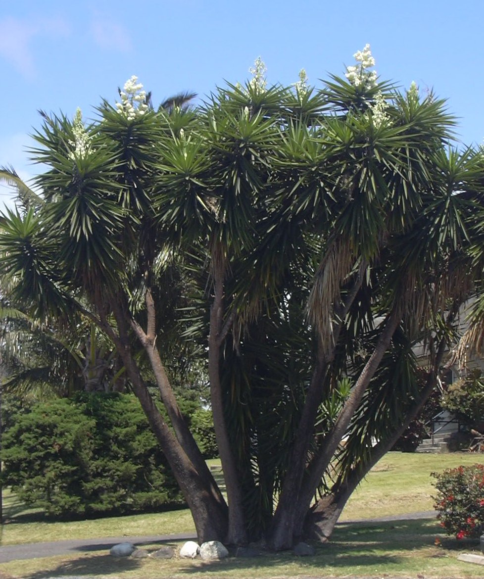 Yucca_gloriosa-01.jpg