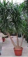 yucca_grande.jpg