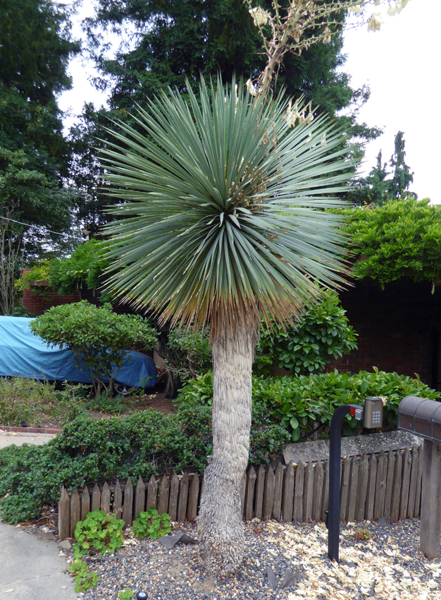 yucca_rostrata_sapphire_skies_01.jpg