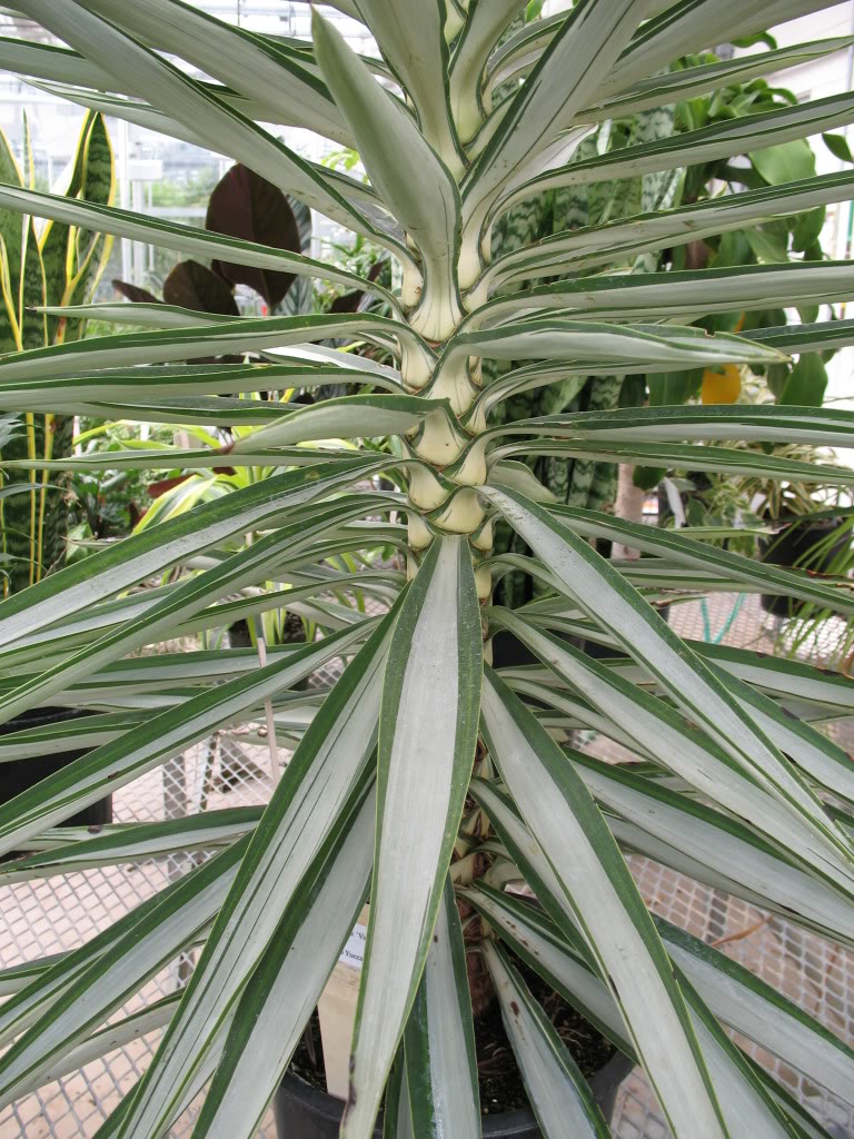 YuccaelephantipesVariegata1.jpg