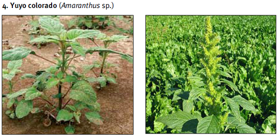 Yuyo+colorado+(Amaranthus+sp.).png