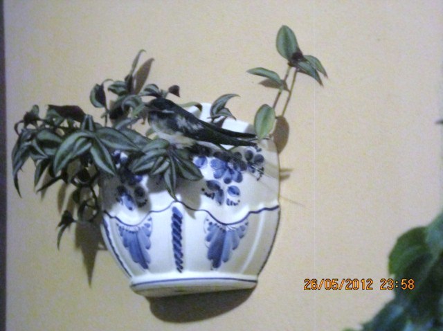 yYAIMG33608jf.jpg