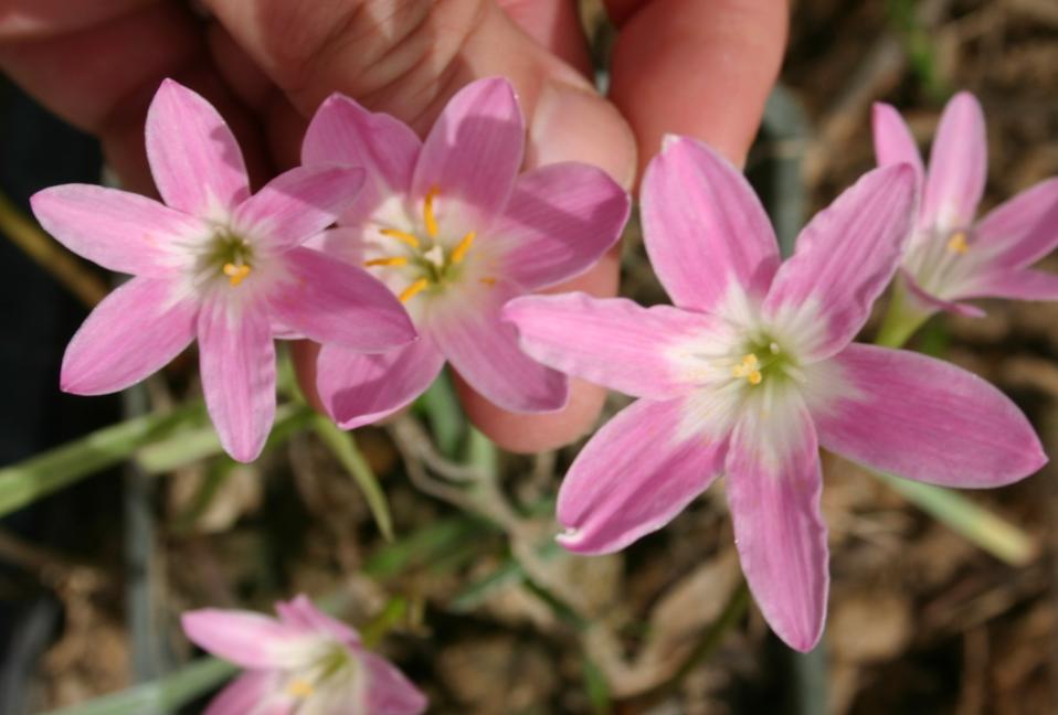 Z%20Pink%20Beauty%20A%20cropped.JPG