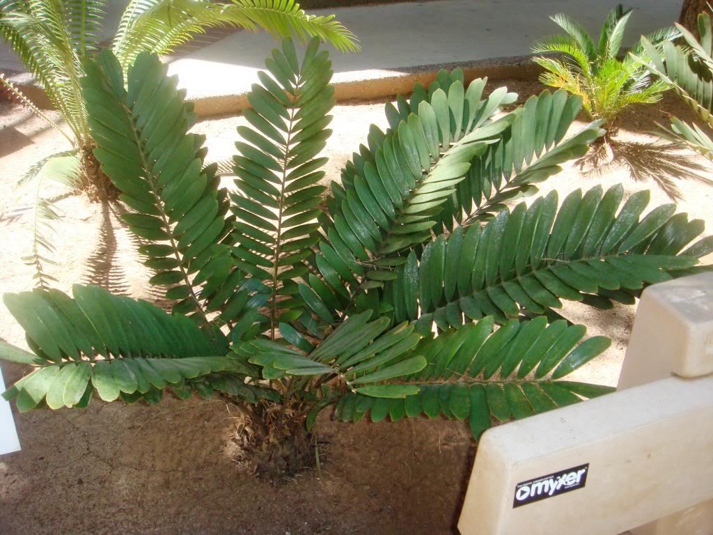 Zamia-furfuracea-20080327_zpsk6mpwmhj.jpg